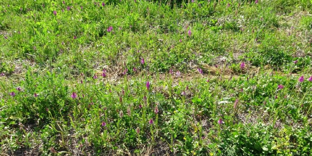 Tarlada zengin ediyor, doğada toplanmıyor! Dünyanın en pahalı bitkisinde hasat başladı: Kilosu 3 bin liraya satılıyor 5